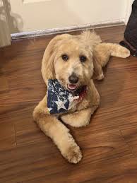 Happy 4th of July to fur families!! Please note that as the weekend floats  by, keep your pups' collars