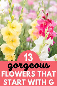 Do you know that there are lots of beautiful flowers starting with the p letters that can add colorful appearance & vibrancy to your. 13 Gorgeous Flowers That Start With G