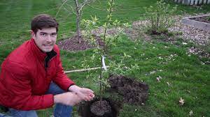We did not find results for: Totally Preventable Mistakes When Planting Fruit Trees Youtube