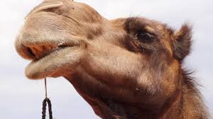 The stomach of camel consists of three different sections. Camel Chewing For A Really Long Time Over An Hour Of Camel Munching Fun Hd Youtube