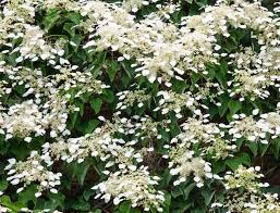 How tall do climbing hydrangeas grow. Hydrangea Anomala Subsp Petiolaris Climbing Hydrangea