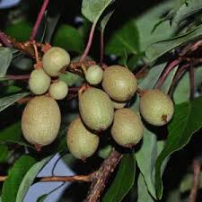 Image result for Actinidia