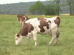 5 (1 vote) 1 commentaire. Les Animaux De La Ferme La Vache Animaux De La Ferme Animaux Vache