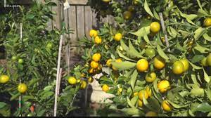 To ban the sale of bradford pear trees, which is considered invasive and often prevents native plants from flourishing. How To Grow Citrus Outdoors In South Carolina Wltx Com