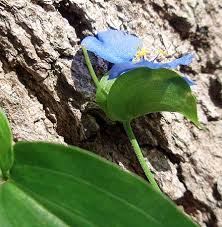 Image result for Commelina diffusa