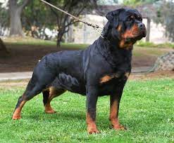 Pin On Rotts
