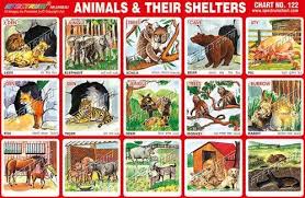 lets learn more about animals all animals need houses