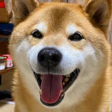 We have 87+ amazing background pictures carefully picked by our community. You Can Shop Our T Shirts Shiba Lover Shiba Shibalover Shibalovers Dog Dogs Chien Chiens Baby Bebe Cute Smiling Dogs Dog Crafts Dog Quotes Love