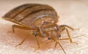 Amazing Bed Bugs Pictures Bites Treatment Commonly Bite