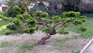 Le Blog De Niwaki Et Niwashi Com Cloud Pruning Japanese Garden Garden Trees