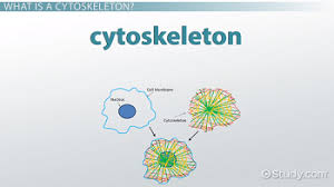 Cytoskeleton Structure Function