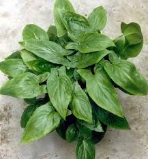 Pin Di Obat Herbal