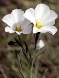 Image result for Linum volkensii