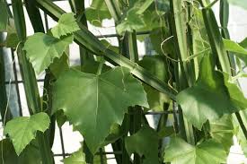 Image result for Duosperma quadrangulare