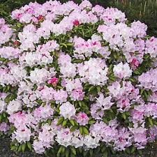 Percy Wiseman Rhododendron Spring Hill Nurseries Garden Shrubs Evergreen Flowering Shrubs Spring Hill Nursery