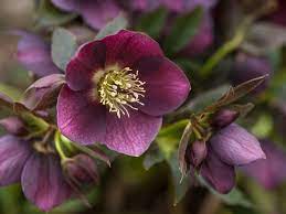 Since hellebore only flowers after 1 or 2 years, hopefully you'll get that done quite early so that you'll savor its bloom without delay. Hellebore Plant Care Growing Guide