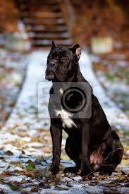 Cane corso is a powerful, large breed dog. Cane Corso Hund Portrat Auf Schnee Fototapete Fototapeten Dogge Benachrichtigung Zuckerrohr Myloview De