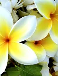 Obituary information for Janet Swicegood Burke