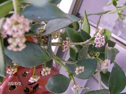 Foto Delle Mie Hoyas Pagina 27 Forum Giardinaggio Bloom Plants Photo