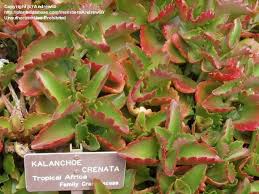 Image result for Kalanchoe crenata