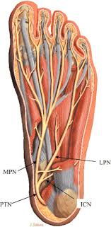 While the total volume of plantar intrinsic foot muscles was similar in healthy and plantar fasciitis feet, atrophy of the forefoot plantar. Plantar Fasciitis And Calcaneal Spur Formation Are Associated With Abductor Digiti Minimi Atrophy On Mri Of The Foot Springerlink