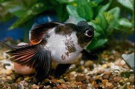 Panda Telescope Goldfish Goldfish Tank Goldfish Goldfish For Sale