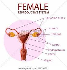Top free images & vectors for female body parts labeled in png, vector, file, black and white, logo, clipart, cartoon and transparent. Female Reproductive Vector Photo Free Trial Bigstock