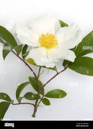 Image result for Rosa laevigata