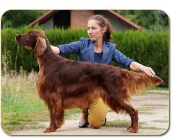 Image result for irský setr