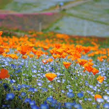 Flowering In Vibrant Orange And Sky Blue Our California Poppy And Baby Blue Eyes Seed Combo Eschscholzia In 2020 Wildflower Seeds Wild Flowers California Wildflowers