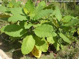 Image result for Wigandia