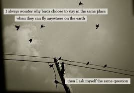 Bird Bird Bird Bird Is The Word Funny Pictures Gallery Birds Quotes Larry Bird Quotes Bird Quote Larry Bird Quotes Parrot Quotes Pathetic Quotes