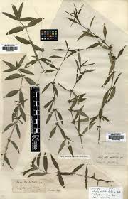 Image result for Blepharispermum pubescens