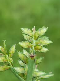 Image result for Queenslandiella