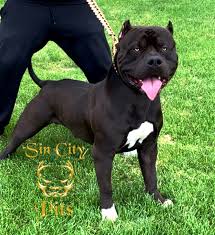 Xl Pit Bulls In 2020 Bully Breeds Dogs Pitbulls Pitbull Breeders