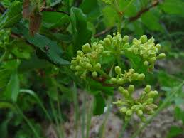 Image result for Cissus faucicola