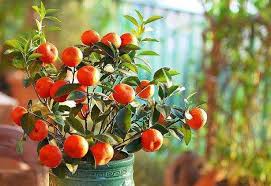 In fruit tree nursery, most of the fruit species are propagated through vegetative methods but some fruits like jamun and phalsa are still propagated by seeds. Pin On Grow Your Own Groceries