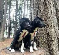 What are some recommendations for unchewable leashes?
