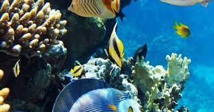 Pin By Hector On Vida Marina Under The Sea Beautiful Sea Creatures Ocean Fishing Sea Fish