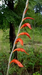 Image result for Gladiolus magnificus