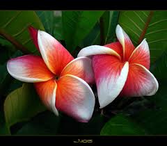Maybe you would like to learn more about one of these? New Beautiful Rare Flowers Images Top Collection Of Different Types Of Flowers In The Images Hd