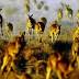 Kangaroo meat puts commercial industry and animal welfare groups ...