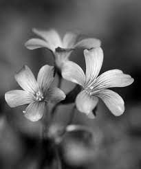 We are a real local florist! 24 Pictures Of Flowers In Black White Ideas Black And White Flowers White Flowers Flowers