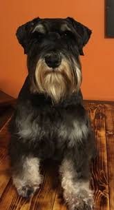 Find your miniature schnauzer for sale here and fall in love today. Mini Schnauzer Puppies For Sale California