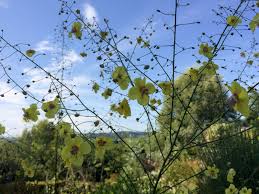 Image result for Verbascum scrophulariifolium