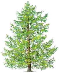 Image result for larch tree