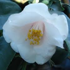 Camellia Rosaeflora Cascade In 2020 Back Garden Design Ornamental Trees Floral Carpet