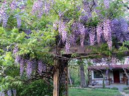 Outdoor Dining Wisteria Tree Wisteria Bonsai Tree