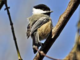 Schwarzkopfmeise Vogel Jpg