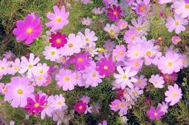 Kosmos Flower Images Cosmos Flowers Botanical Flowers
